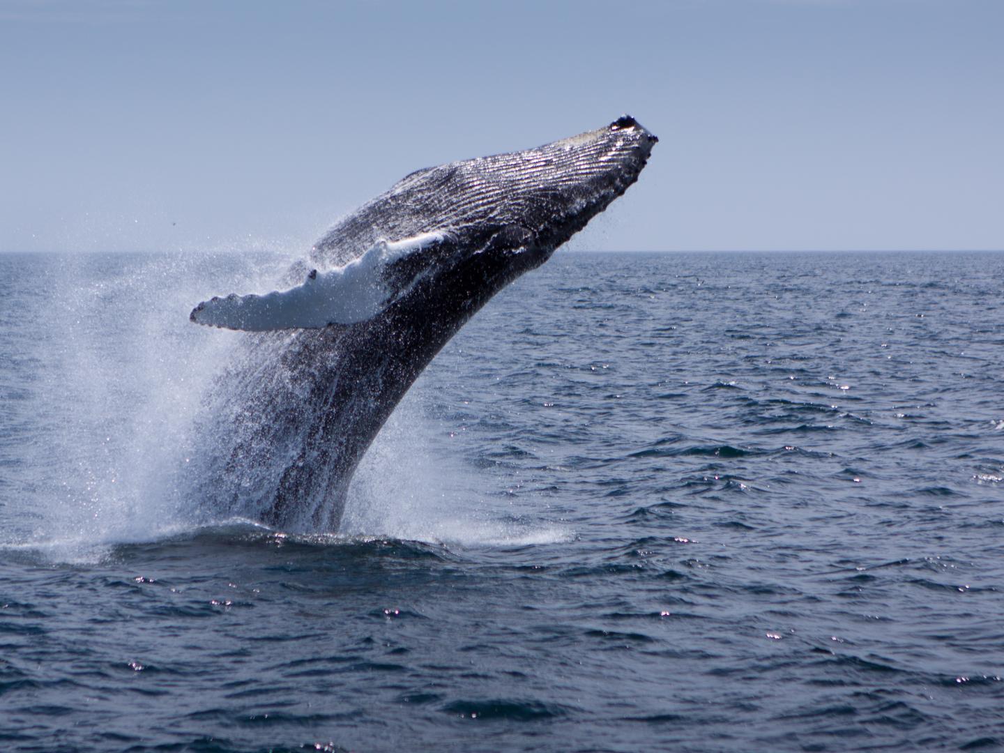 斯特尔威根海岸国家海洋保护区