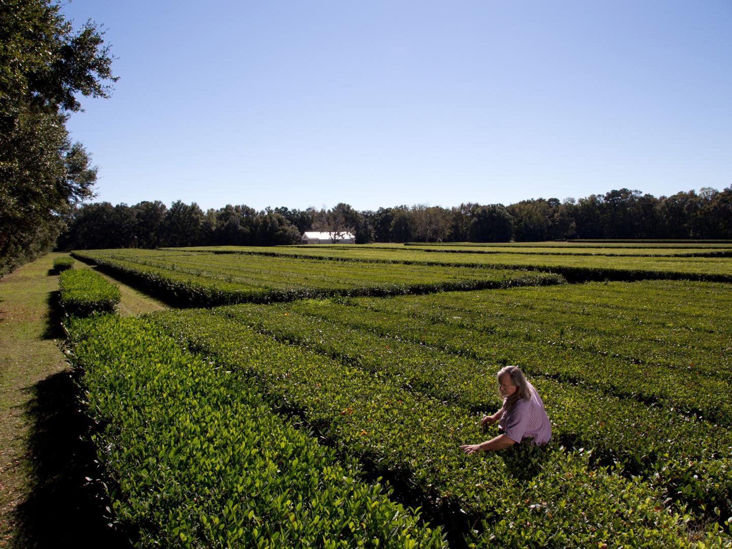 在南卡罗来纳州的查尔斯顿茶园采茶
