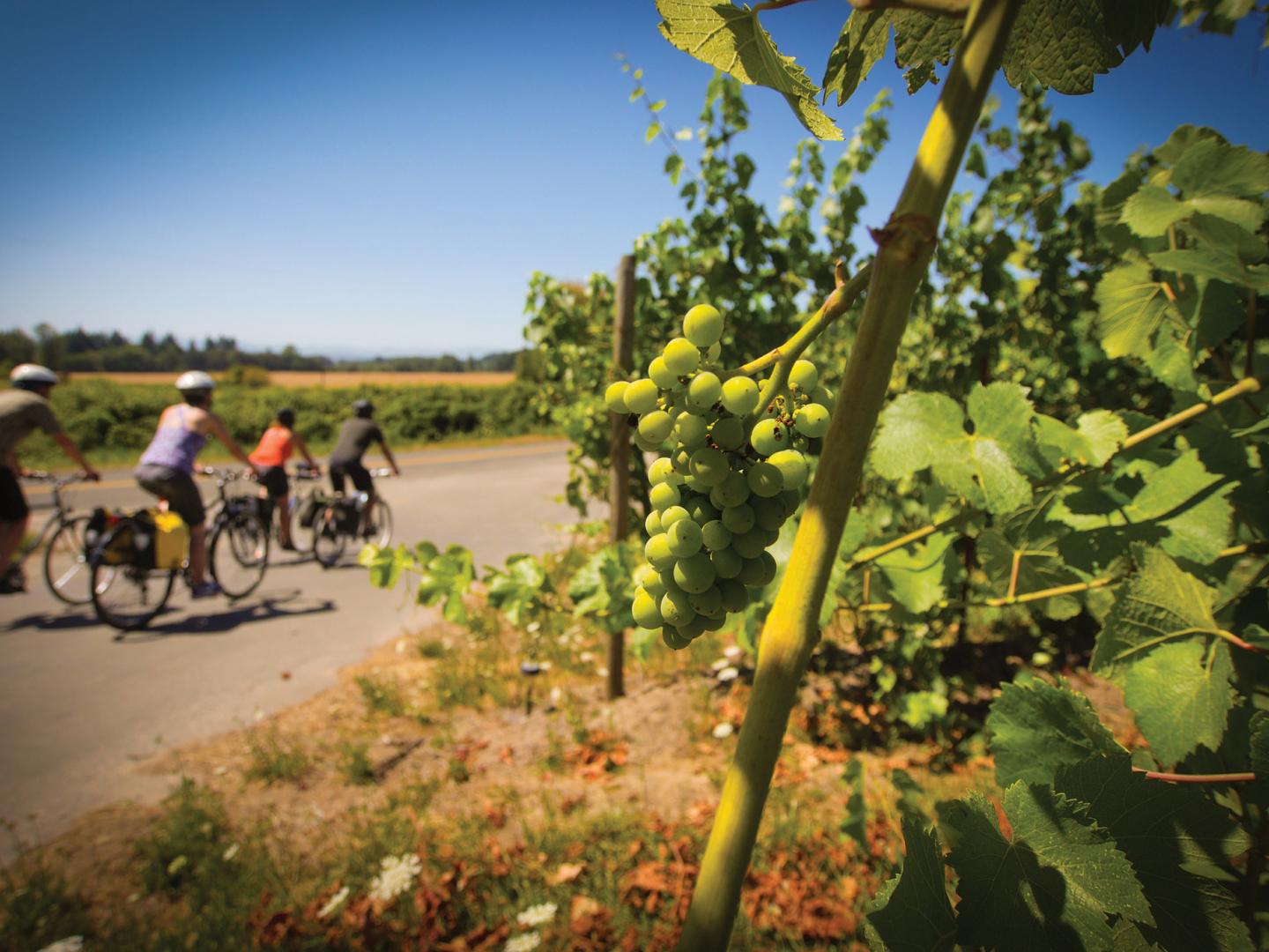 Following the Willamette Scenic Bikeway though Ankeny Vineyard in Salem, Oregon