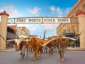 Texas Longhorn cattle making their way through the historic stockyards Texas Longhorn cattle making their way through the historic stockyards