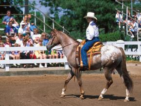肯塔基马园阿帕卢萨马在肯塔基州列克星敦巡游