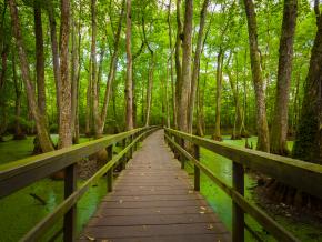 探索路易斯安那州州立公园 探索路易斯安那州州立公园