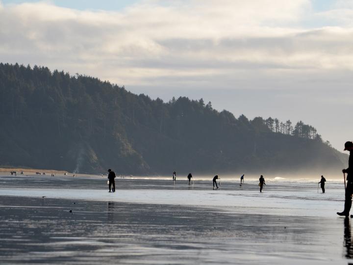 Buscando navajas del pacífico en la playa durante Long Beach Razor Clam Festival
