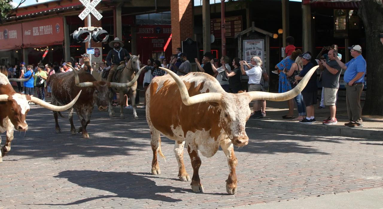 德克萨斯州沃思堡牲畜交易市场国家历史保护区一天两次的赶牛表演
