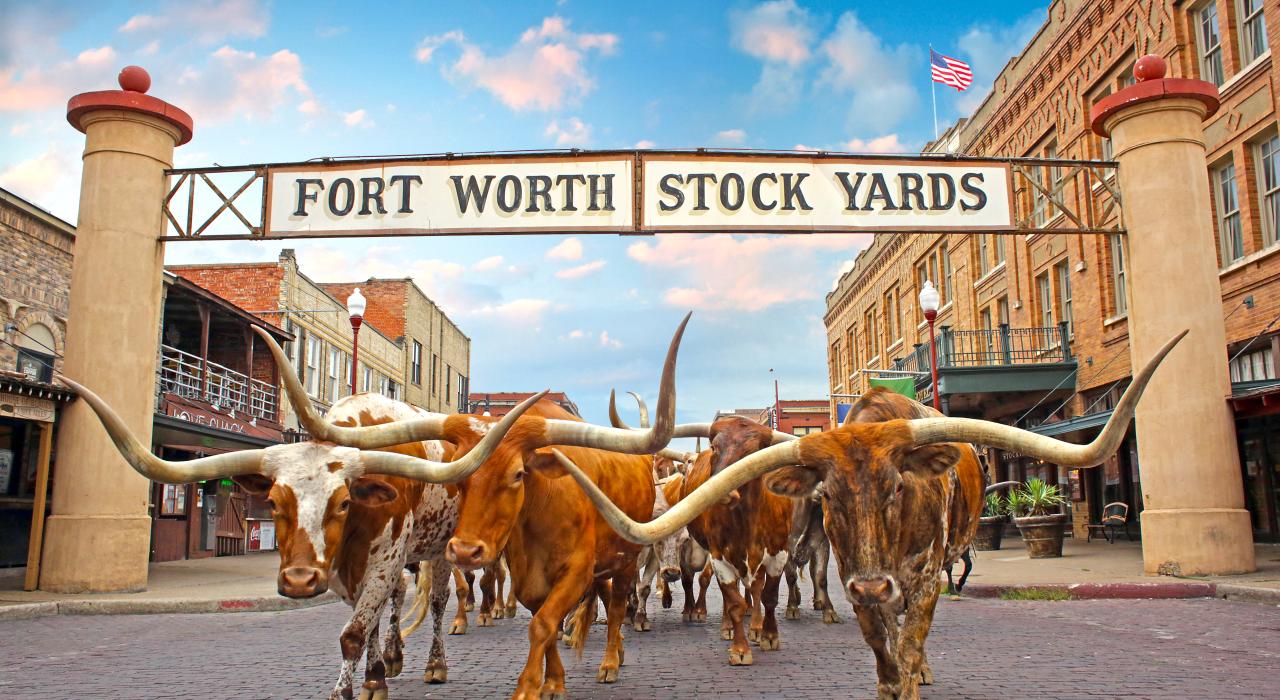Texas Longhorn cattle making their way through the gates of the historic stockyards