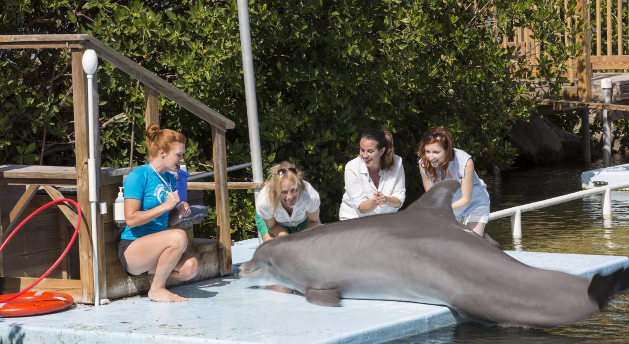 The Dolphin Research Center on Grassy Key, Florida