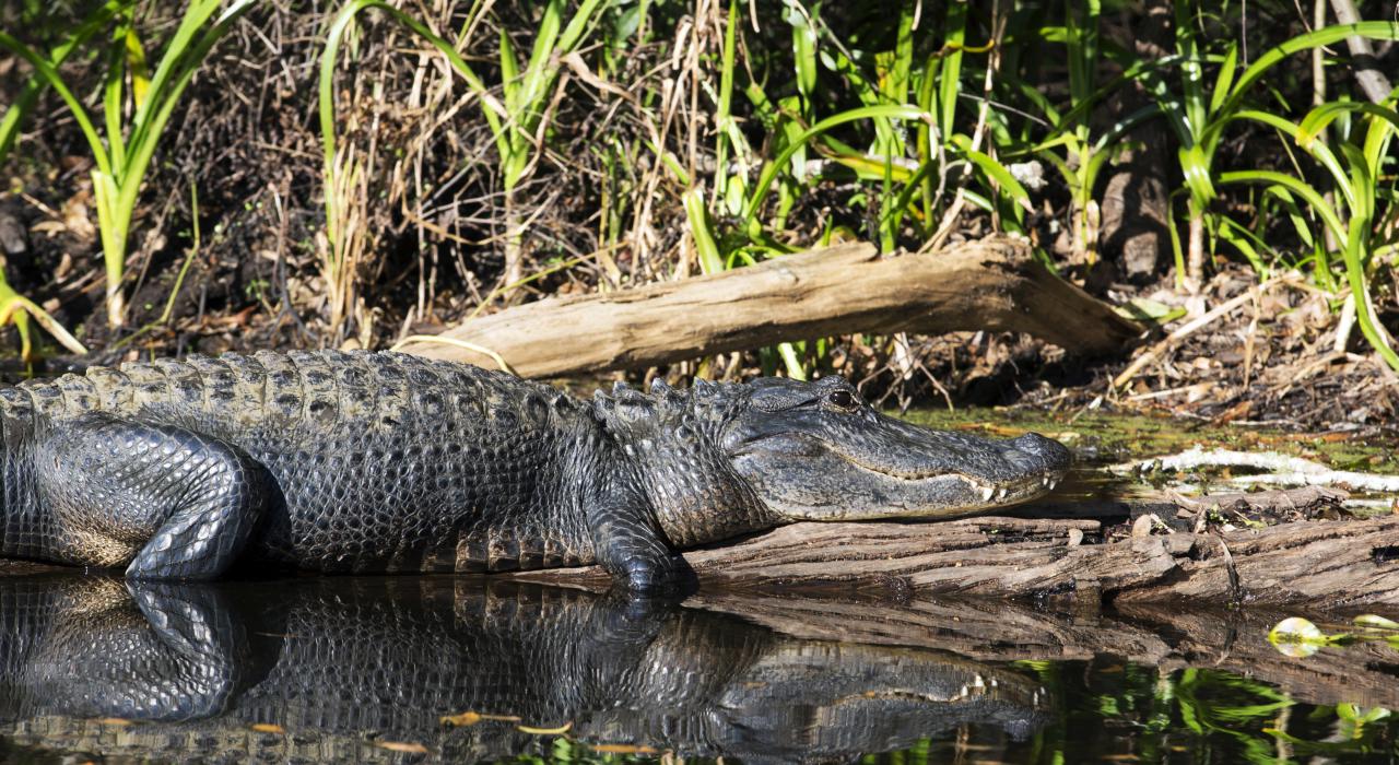 Alligator on the Hillsborough River in Tampa, Florida