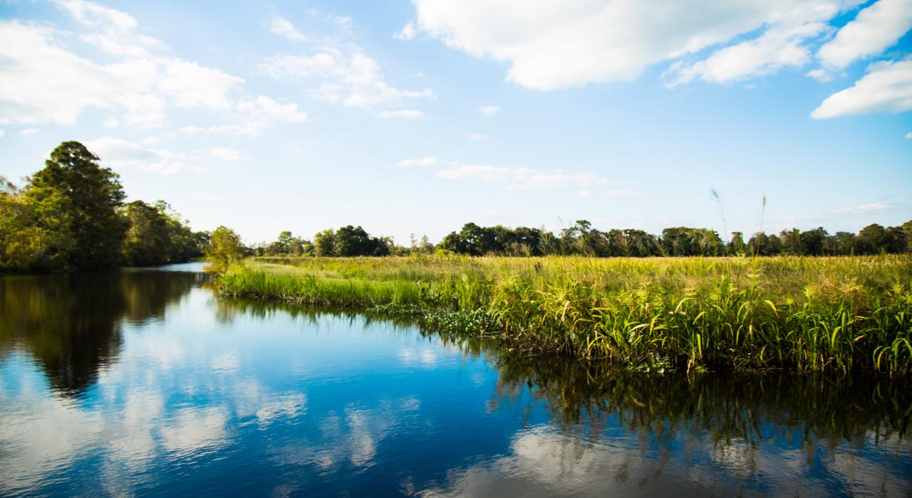 Natural beauty along the South Carolina coast