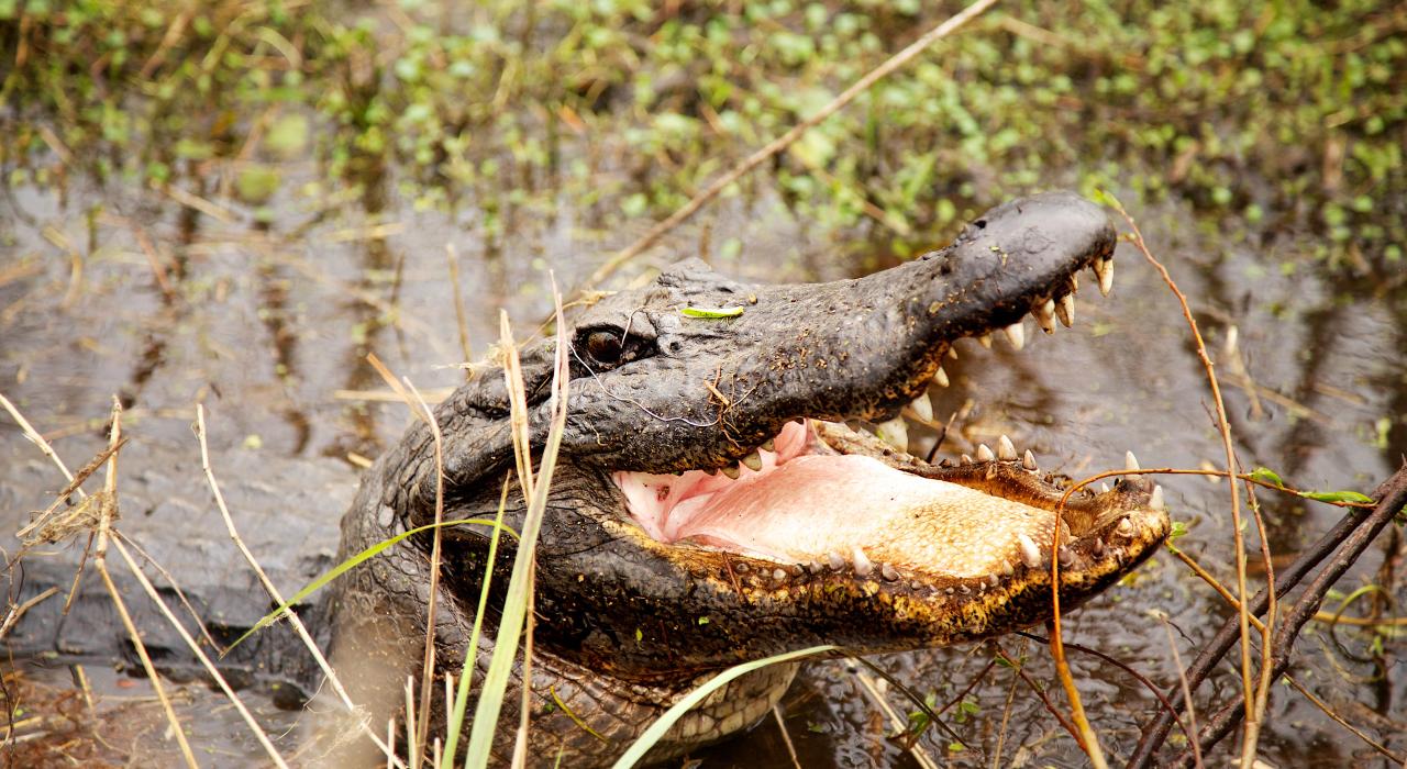 Alligator sightseeing tours are available in Plantation Country in Louisiana