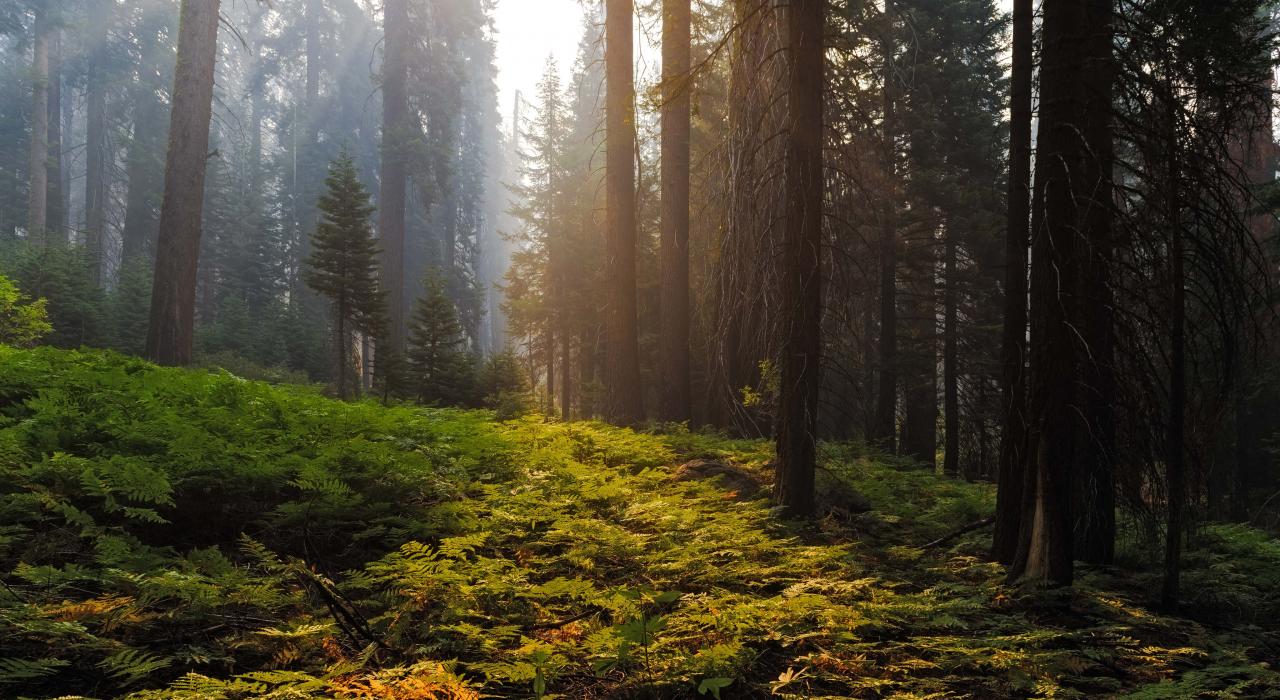 阳光透过参天红杉投射到茁长生长的森林覆被上