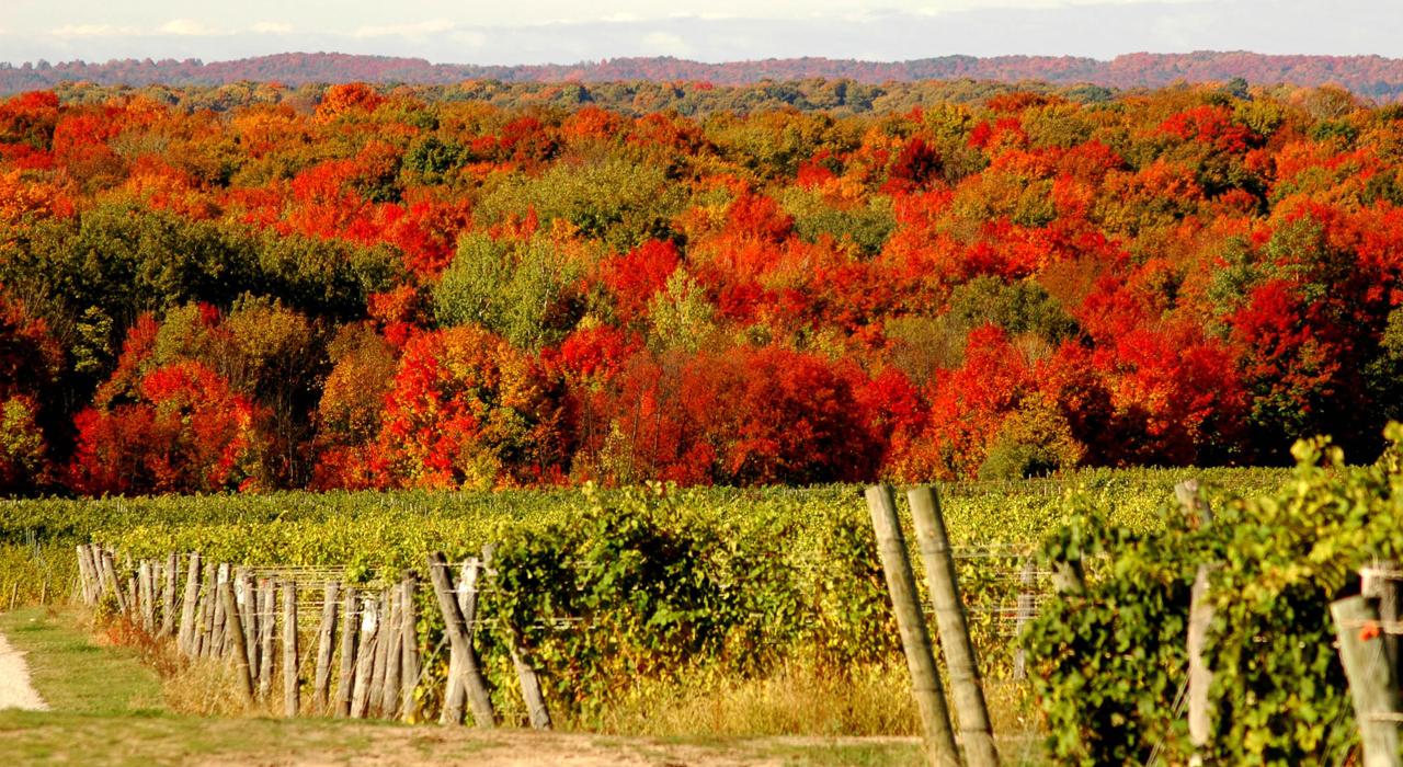 Herbstlaub und üppige Weingärten in Traverse City, Michigan