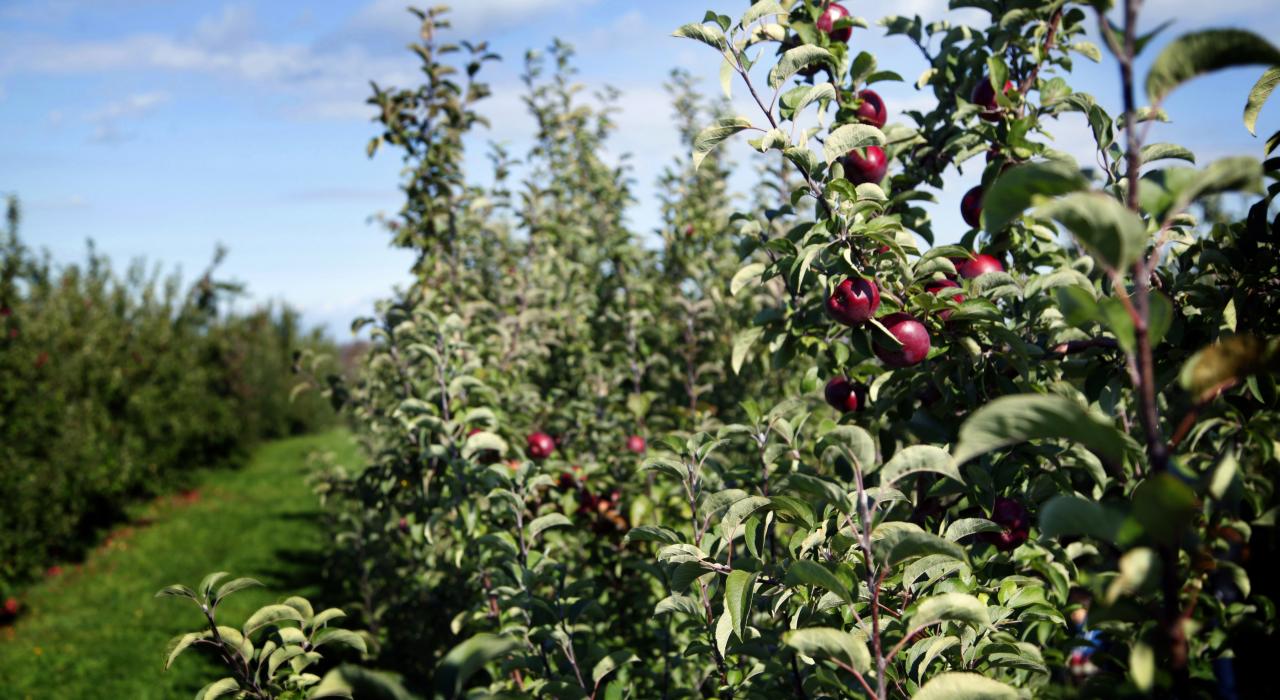 Orchards at Beak & Skiff Apple Orchards in Lafayette, New York