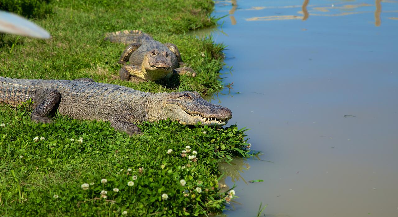 路易斯安那州霍马鳄鱼养殖场水畔的大鳄鱼