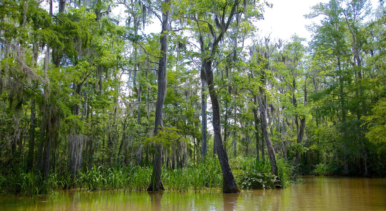 路易斯安那州北岸的河口景色