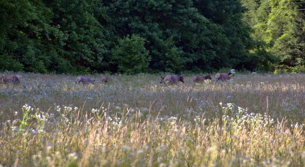 Elk watching in Great Smoky Mountains National Park near Cherokee, North Carolina