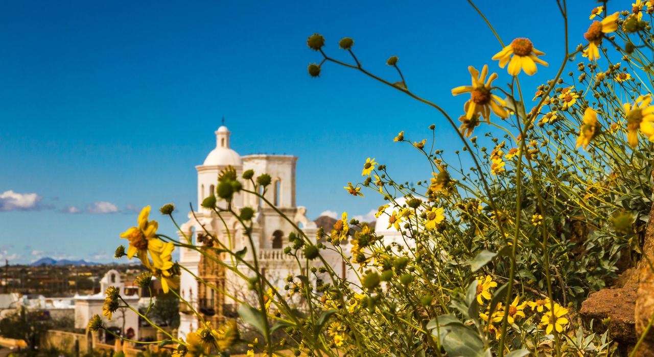 圣萨维尔修道院里的野花