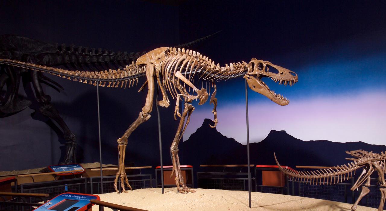 伯比博物馆陈列的年轻雷克斯暴龙“珍”