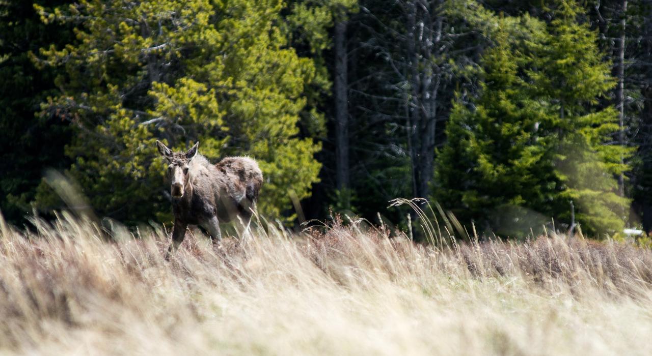 比格霍恩山中珍奇的驼鹿