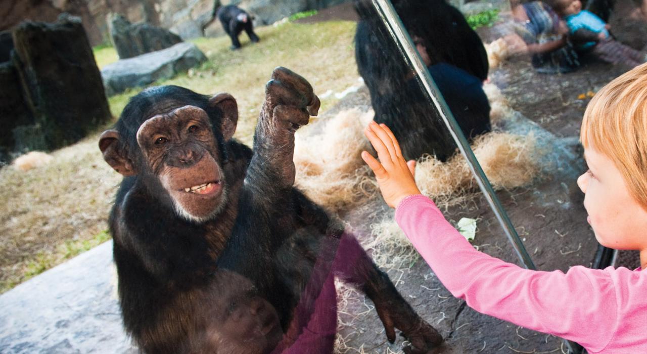 在休斯敦动物园中与一只黑猩猩相互致意
