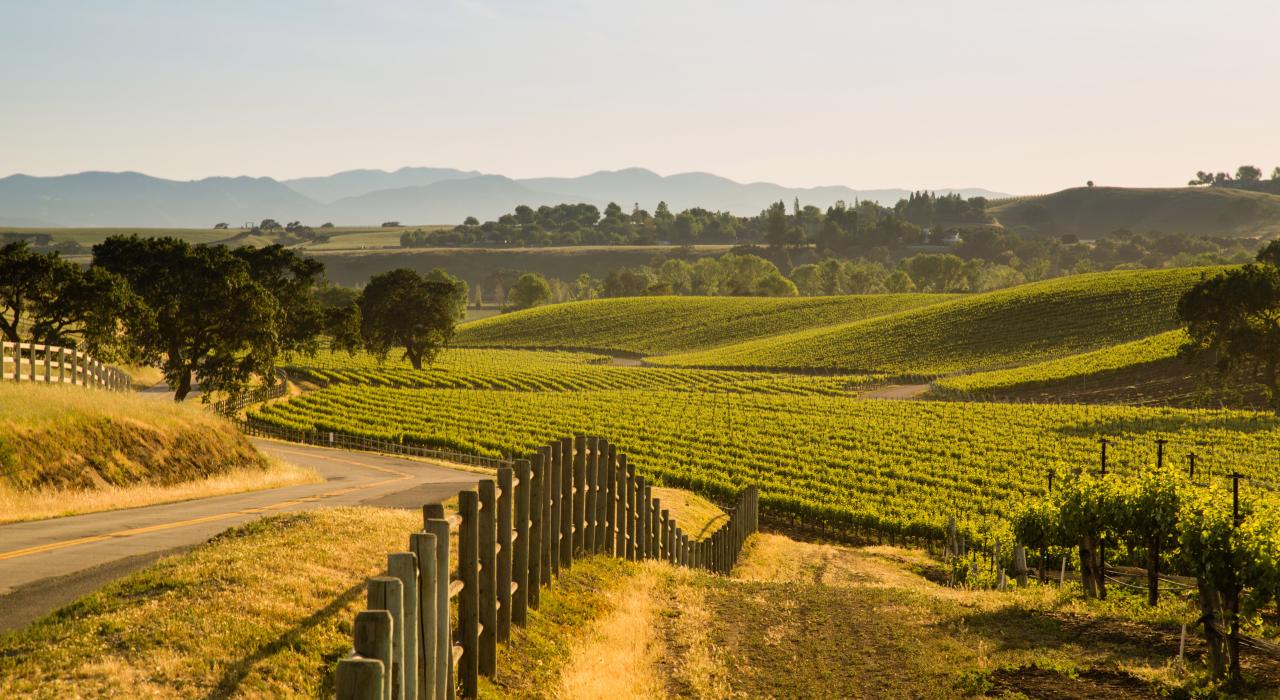 Sauvignon Blanc grapevines at a winery in Santa Ynez