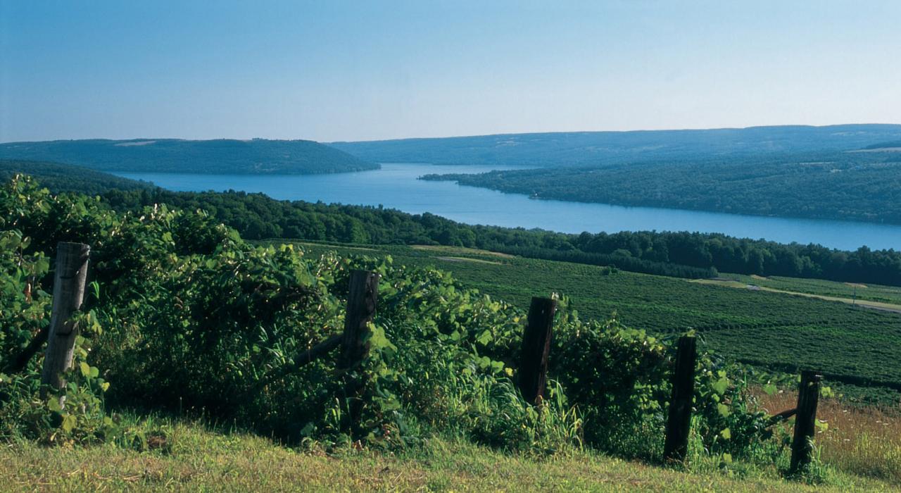 哈蒙兹波特小镇中俯瞰着库克湖的葡萄园