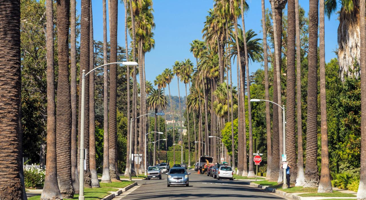 两边长满棕榈树的比佛利山街道