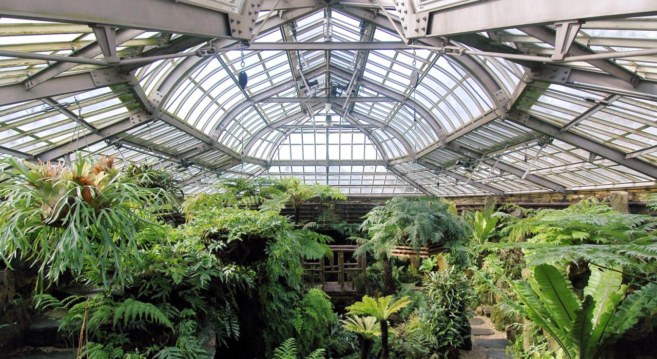 莫里斯植物园的蕨类种植园