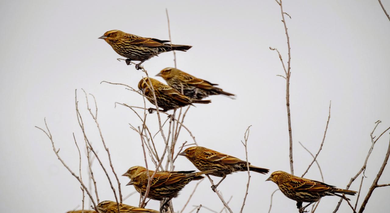 观鸟是“内布拉斯加鸟类迁徙路线”沿途最受人们欢迎的消遣方式