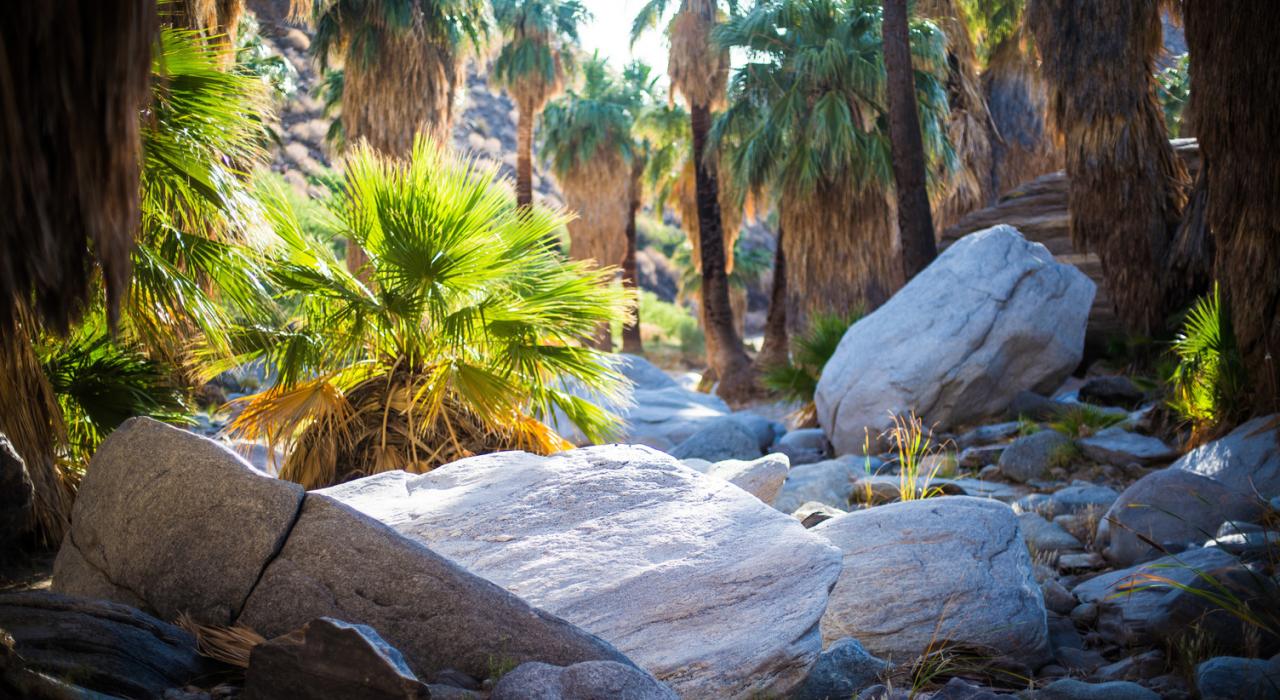 印第安峡谷岩层和原生棕榈树间的斑驳光影