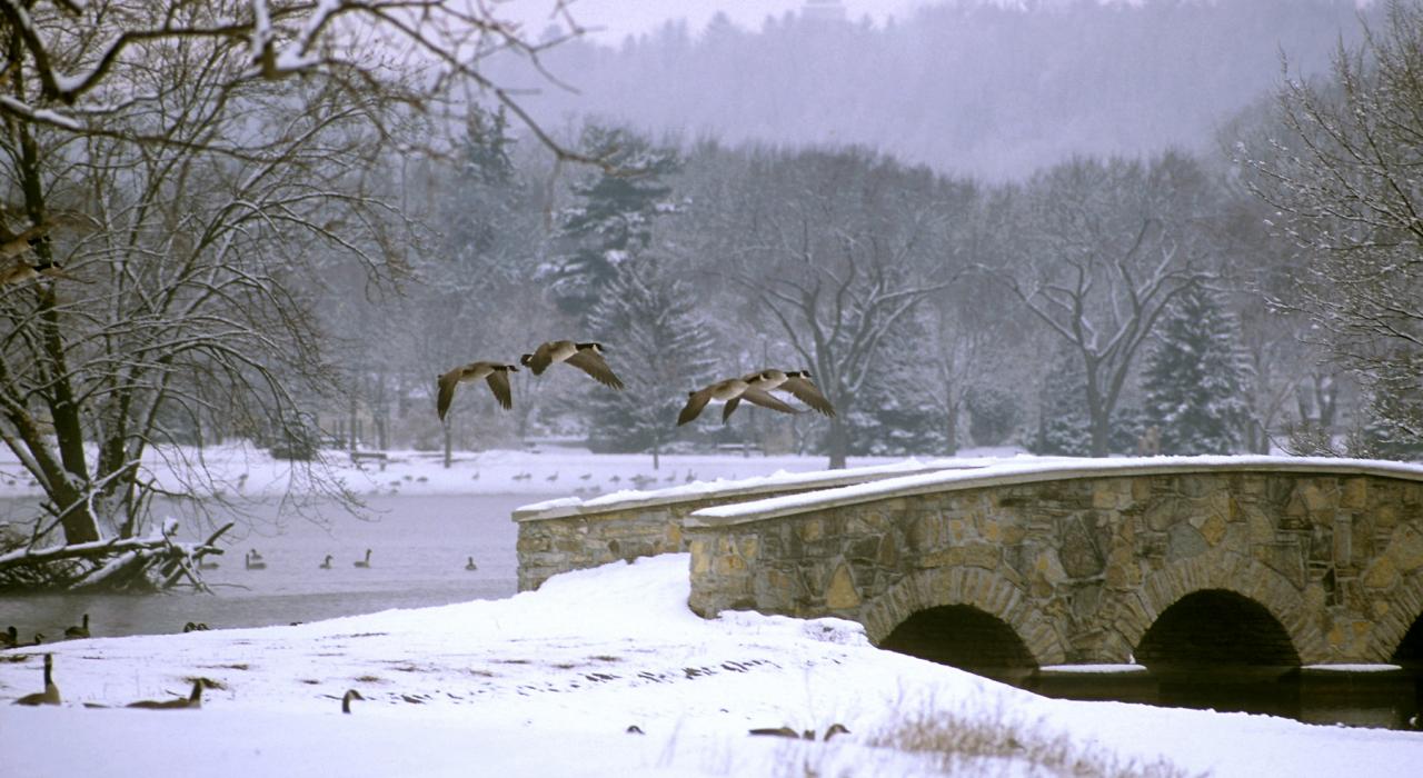 冬季，加拿大雁翱翔于银湖桥之上