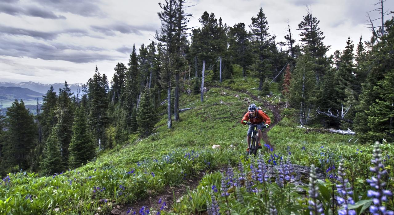 在野花盛开的山道上骑行