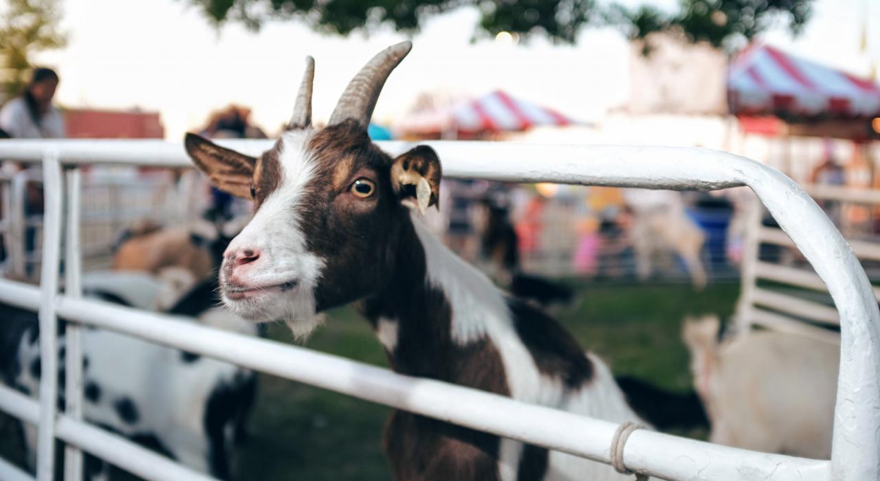 内布拉斯加州州办集市上把头伸出围栏外凝视远方的山羊