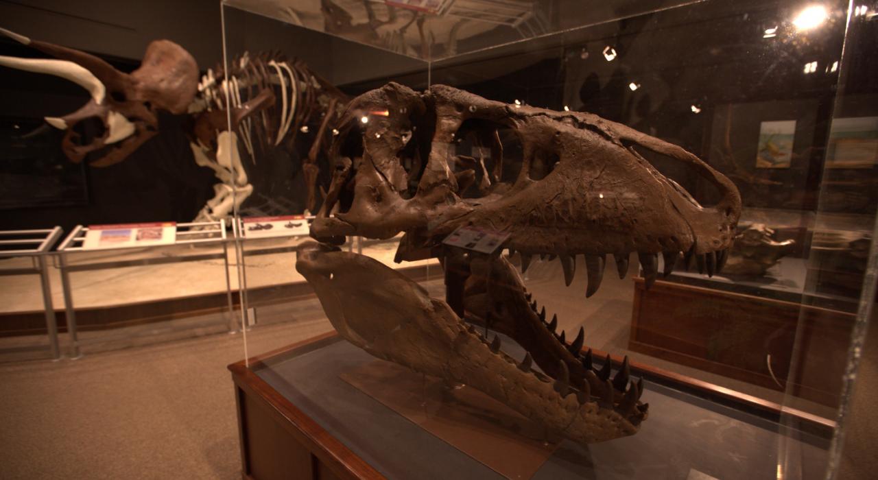 Dinosaur fossil at the Museum of the Rockies in Bozeman, Montana