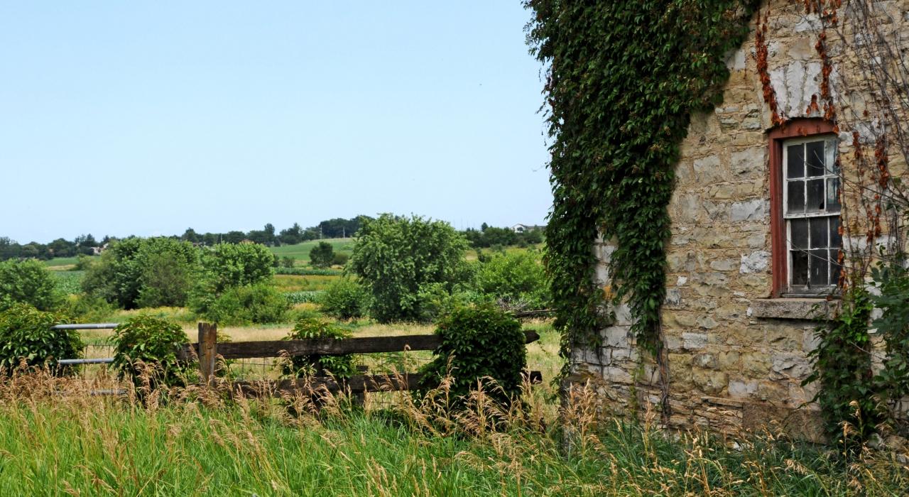 悬挂在乡村古老的石灰石谷仓边的常春藤