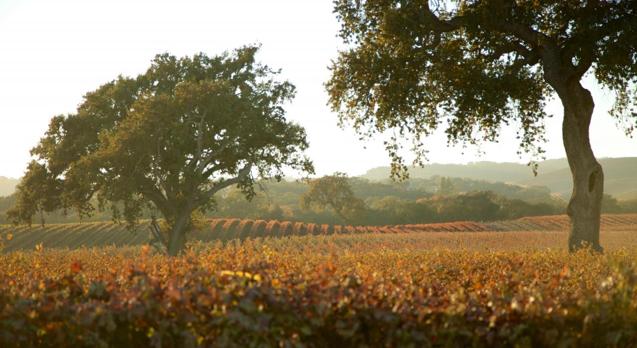 Morning fog over a vineyard in Paso Robles in California