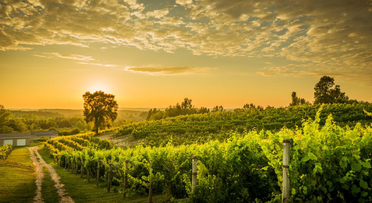 特拉弗斯葡萄酒海岸 (Traverse Wine Coast) 的葡萄园里，黄昏下一排排整齐的葡萄藤