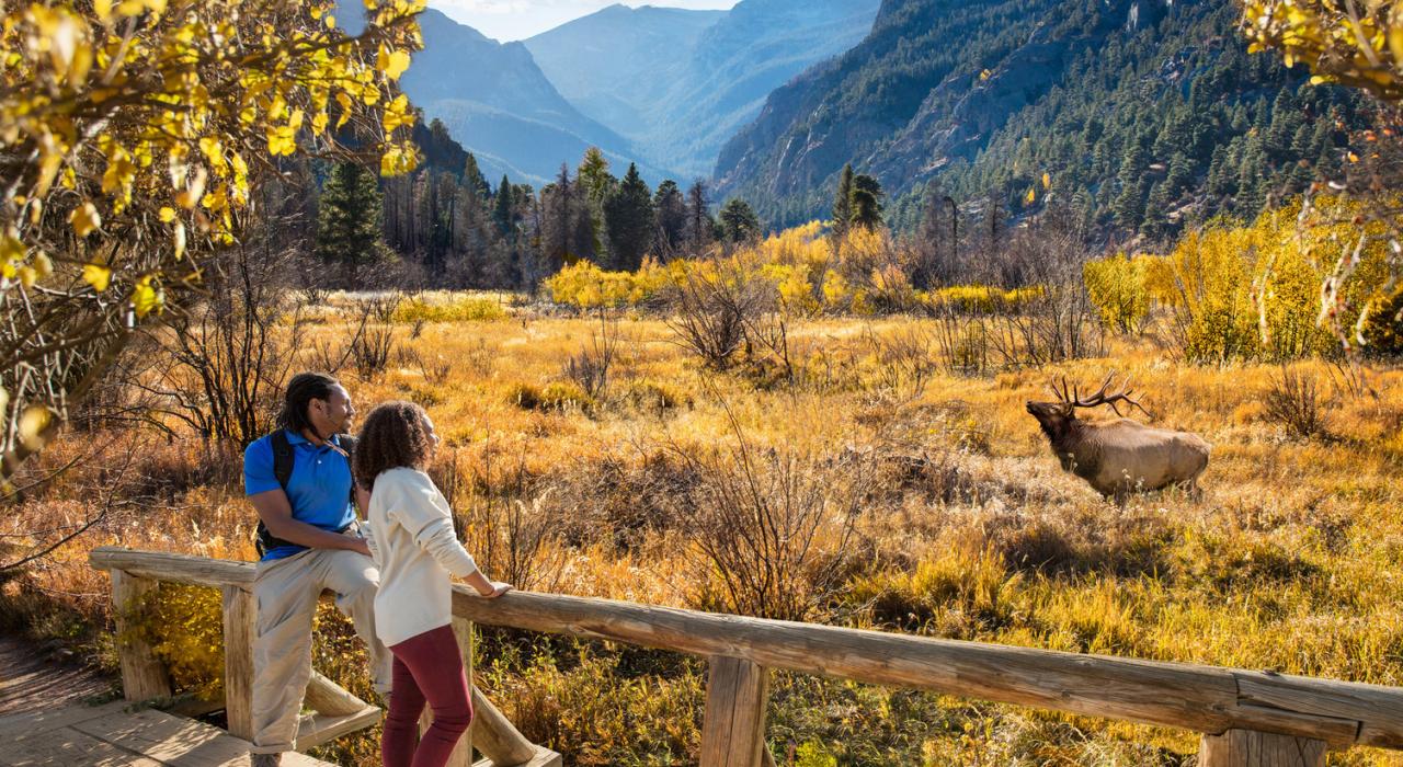 在埃斯特公园的秀丽秋景中观赏麋鹿