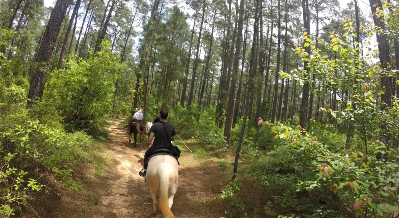 骑马悠闲地穿过基萨奇国家森林