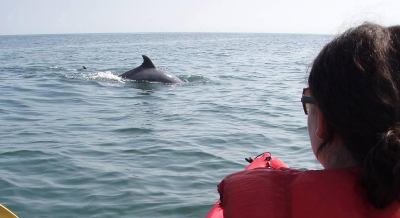 划皮艇与海豚同游弗吉尼亚海滩海岸线