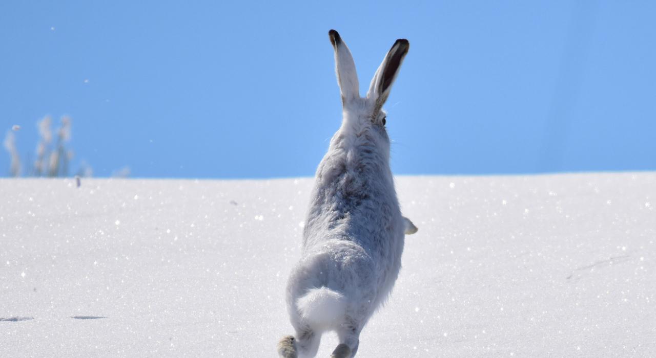 在 Seedskadee 国家野生动物保护区观赏野生动物