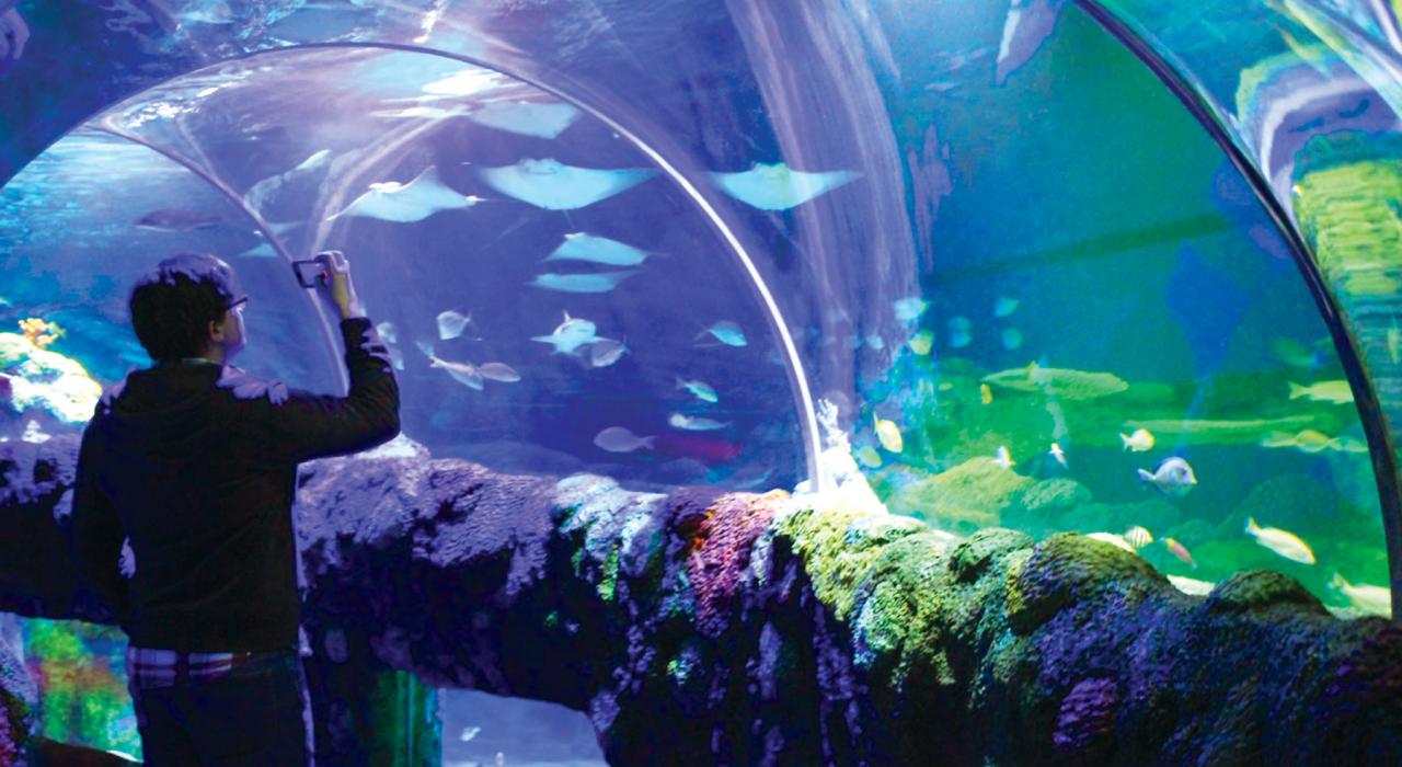 在奥本山附近的 Sea Life Michigan Aquarium 水族馆探索令人着迷的水下世界