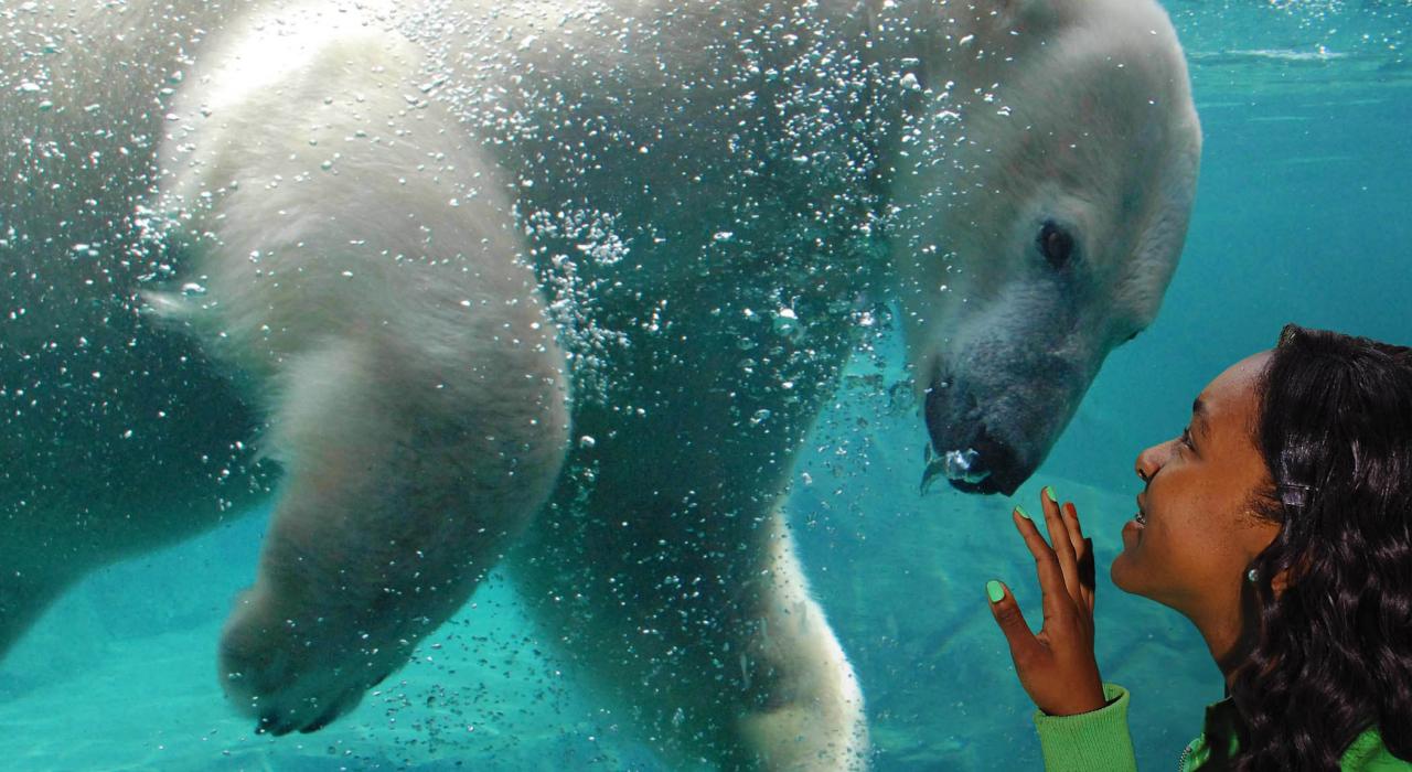 Acercamiento tomado bajo el agua, de un oso polar en el Brookfield Zoo