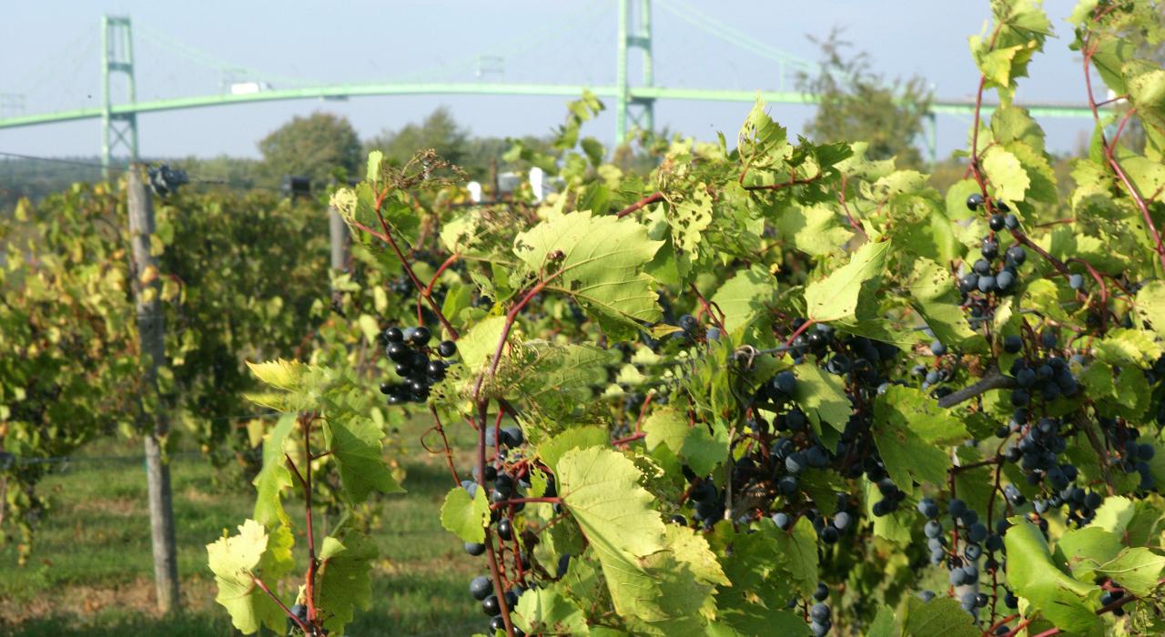 千岛群岛海上葡萄酒之路上生长的葡萄树