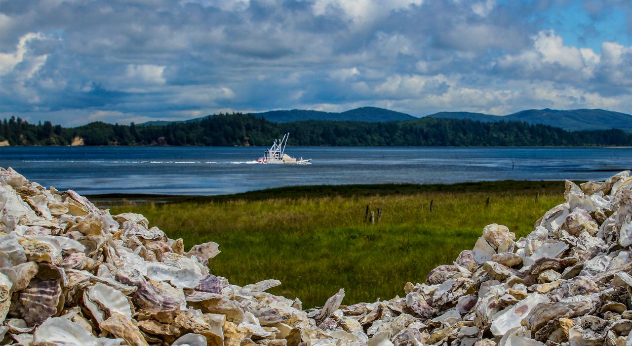 从恰如其名的 Oysterville 村俯瞰威拉帕湾