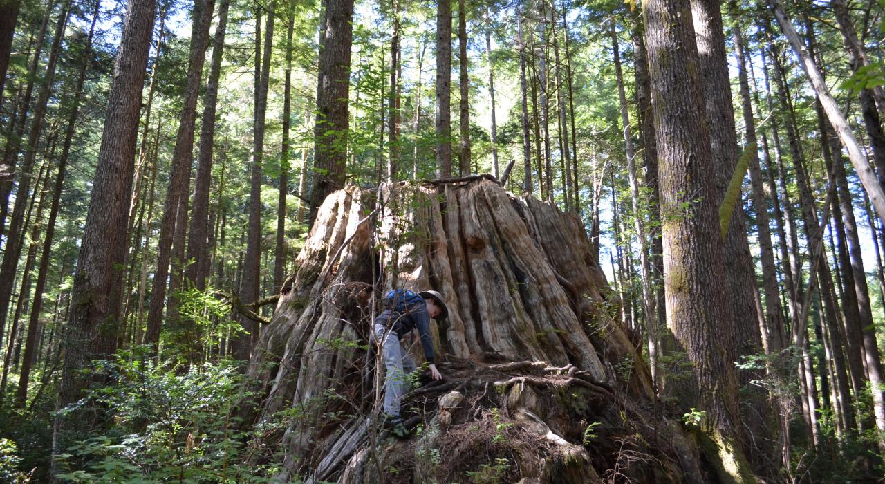 在威拉帕国家野生动物保护区爬上一棵大树的树桩