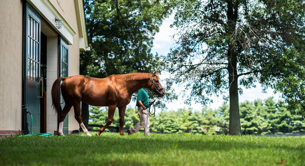 在 Lane's End 农场牵起一匹纯种马