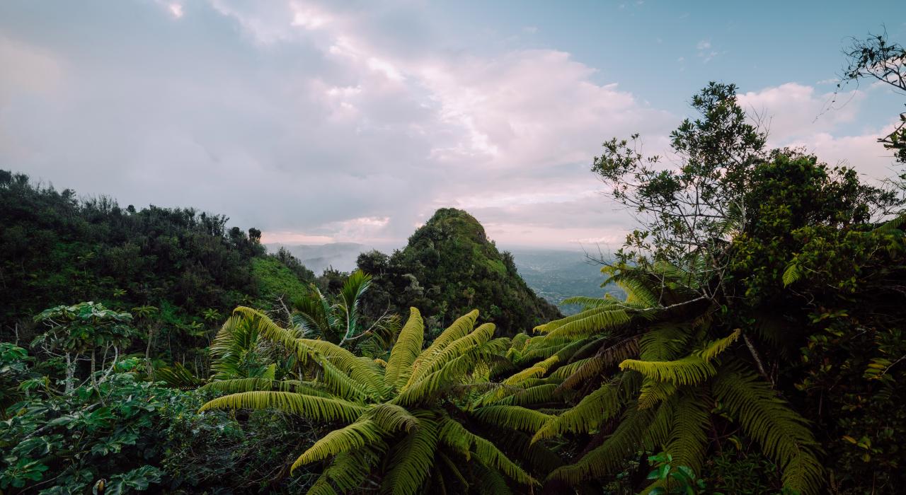 Toro Negro State Forest 州立森林内郁郁葱葱的森林和壮美山景