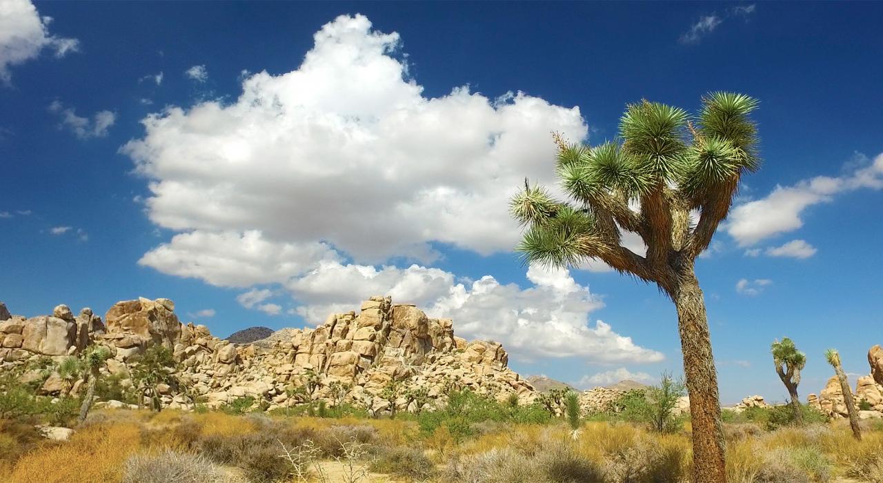加利福尼亚州棕榈泉外的约书亚树国家公园