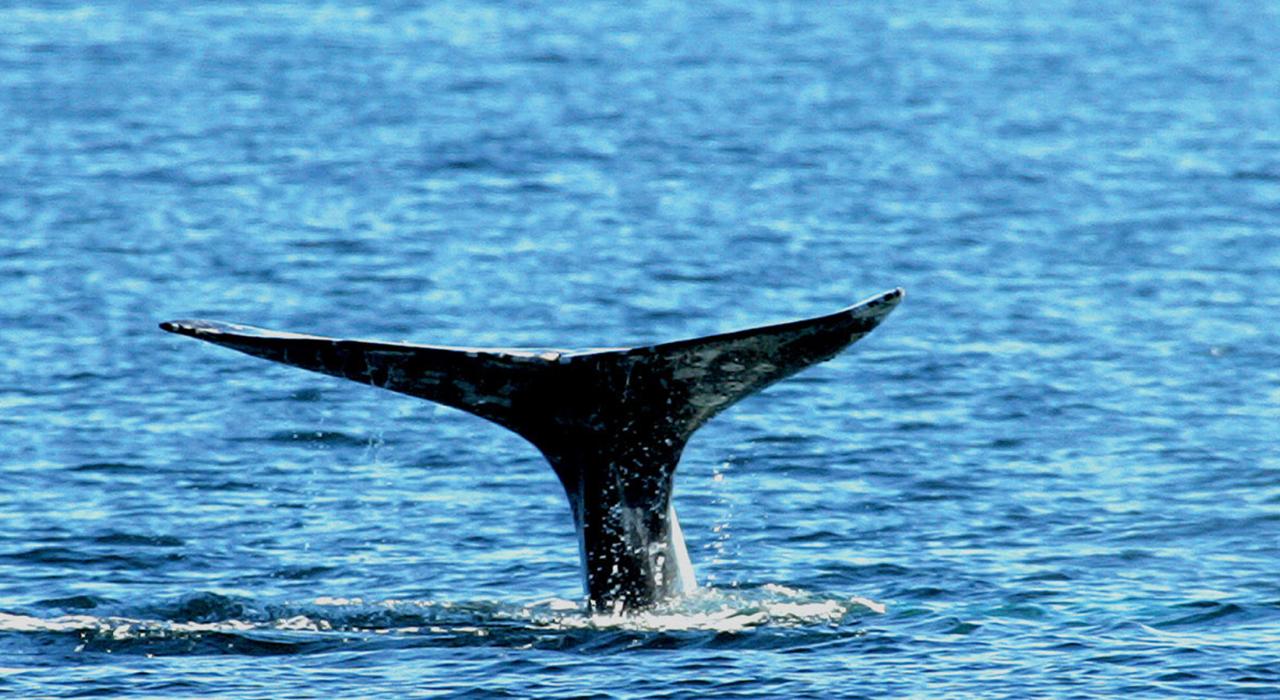 海岸边的鲸鱼掠影