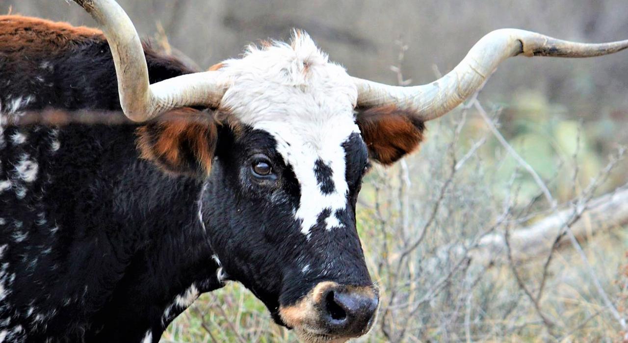 圣安吉洛州立公园，德克萨斯州官方动物长角牛群的栖息地